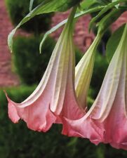 Pink angel trumpet for sale  Shipping to Ireland