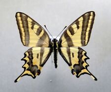 Used, PAPILIONIDAE PAPILIO ALEXANOR MALE France for sale  Shipping to South Africa