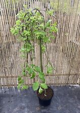 Salix caprea kilmarnock for sale  SOUTHAMPTON