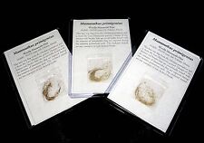 Pleistocene ice age for sale  WAKEFIELD