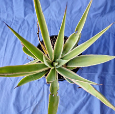 Caribbean agave angustifolia for sale  Chandler