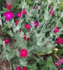 Nice rose campion for sale  Commerce