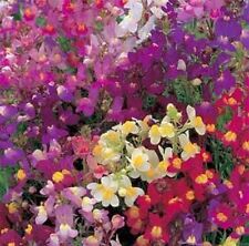 TOADFLAX FLOWER MIX BABY SNAPDRAGON 500 FRESH SEEDS FREE USA SHIPPING for sale  Shipping to South Africa