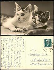 Używany, Pocztówka Zwierzęta Koty (Cat Cats) Kot 2 Kocięta Zdjęcie AK NRD 1964 na sprzedaż  Wysyłka do Poland