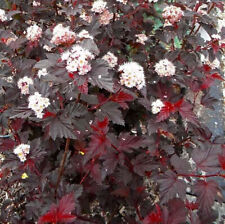 Physocarpus opulifolius lady d'occasion  Pouzauges