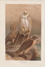 Gyrfalcon Falco rusticolus Falcon Peregrine Lithograph from 1890 Falconry for sale  Shipping to South Africa