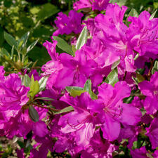 rhododendron for sale  IPSWICH