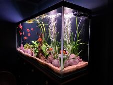 Large aquarium fish for sale  UK