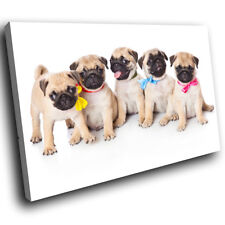 A331 pug puppies for sale  STRABANE