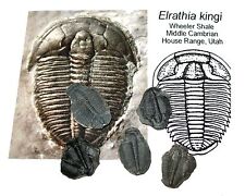 Cambrian elrathia kingi for sale  WAKEFIELD