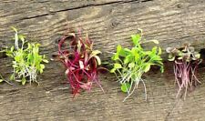 Organic sprouting microgreen for sale  COVENTRY