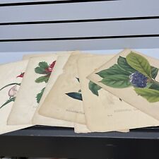 Vintage botanical lithograph for sale  Spring Valley