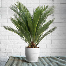 Sago palm large for sale  UK