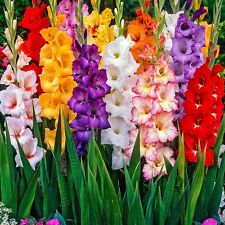 Gladioli bulbs mixed for sale  DONCASTER