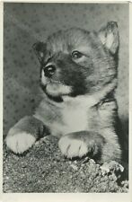 Lindo Cachorro Vintage Foto comprar usado  Enviando para Brazil