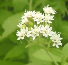 Stevia rebaudiana | Hierba dulce del Paraguay | Hoja dulce | 50_Semillas segunda mano  Embacar hacia Mexico