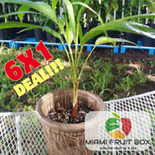 Inches size tropical for sale  Miami