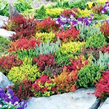 Mixed heathers calluna for sale  NELSON