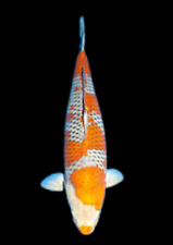 Ochiba grade koi for sale  HAYWARDS HEATH