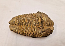 Flexicalymene trilobite fossil for sale  THETFORD