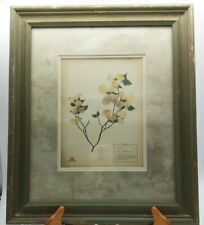 Botanical study pressed for sale  Nashville