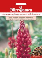 Staudenlupine samen russell gebraucht kaufen  Wörrstadt