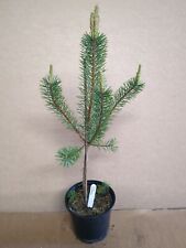 Scots pine plant for sale  ASHFORD