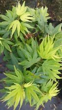 Maple palmatum mikawa for sale  Shipping to Ireland