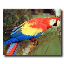 Tropical macaw parrot for sale  Springdale
