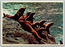 Postcard sea lions for sale  White Plains