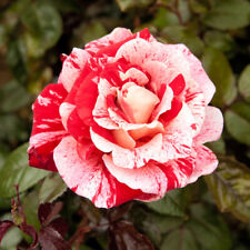 Rose raspberry ripple for sale  PETERBOROUGH