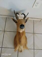 Vintage goat taxidermy for sale  Miami