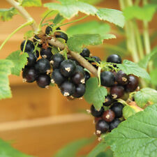 Blackcurrant fruit hardy for sale  IPSWICH