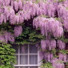 Wisteria climbing plant for sale  HOUNSLOW