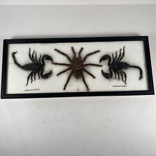 Real tarantula scorpions for sale  Chico