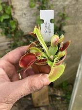 Venus fly trap for sale  GRIMSBY