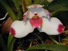 Pescatorea dayana orchid for sale  Lakewood