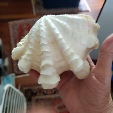 Vintage clam shell for sale  East Boston