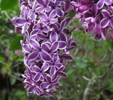 Lilac flower seeds for sale  Goldsboro