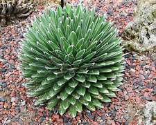 Agave victoriae reginae for sale  Shipping to Ireland