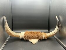 Vintage taxidermy mounted for sale  Littleton