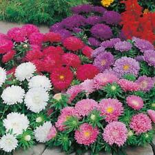 Aster colour carpet for sale  UK