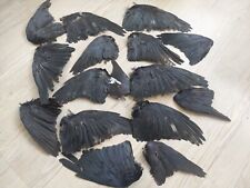 Crow wings crow for sale  WALSALL