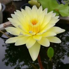 Water lily yellow for sale  South Amboy