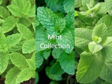 Mint seeds collection for sale  BASILDON