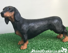 Black tan dachshund for sale  PRESTON
