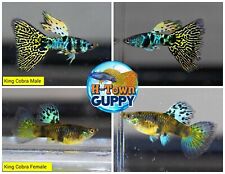 1 PAIR - Live Aquarium Guppy Fish High Quality -  King Cobra for sale  Katy