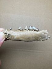 Used, 23g Ice Age Small carnivore mammal tooth Pleistocene specimen for sale  Shipping to South Africa