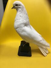 Taxidermy white pigeon for sale  IPSWICH