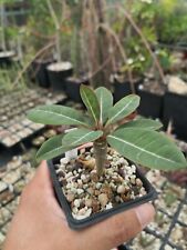 Euphorbia millotii live for sale  Shipping to Ireland
